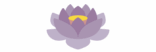 purple lotus